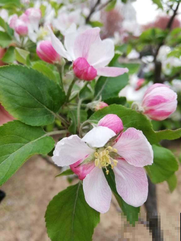 常见的水果树开花了，你见过几种？