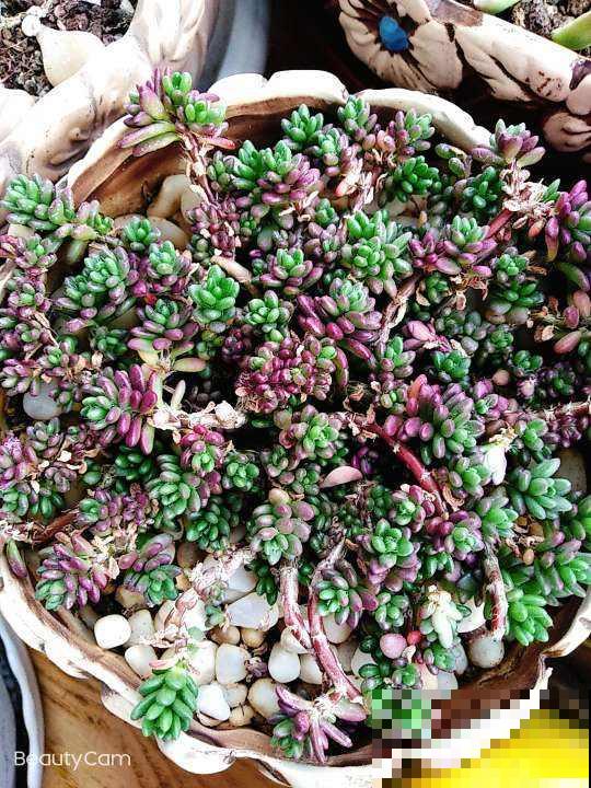 沾土就活的花，叶子掉土里，呼呼蹿出小肉芽