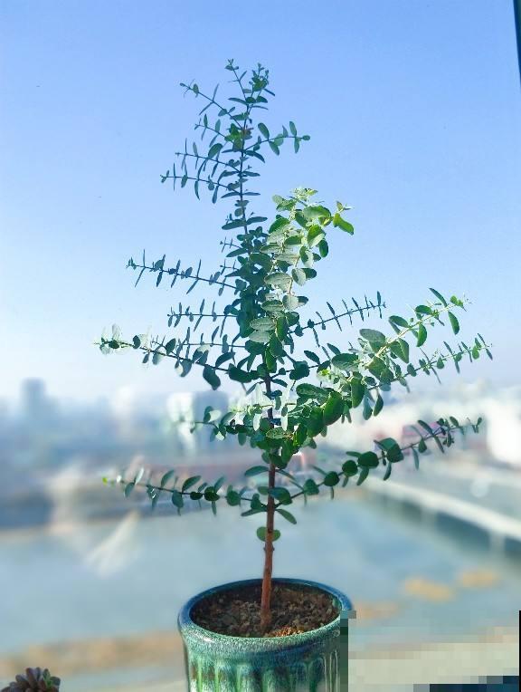 养在家里的大型绿植,盆盆都能长到一米二,气质优雅独特 养在家里的大型绿植,盆盆都能长到一米二,气质优雅独特