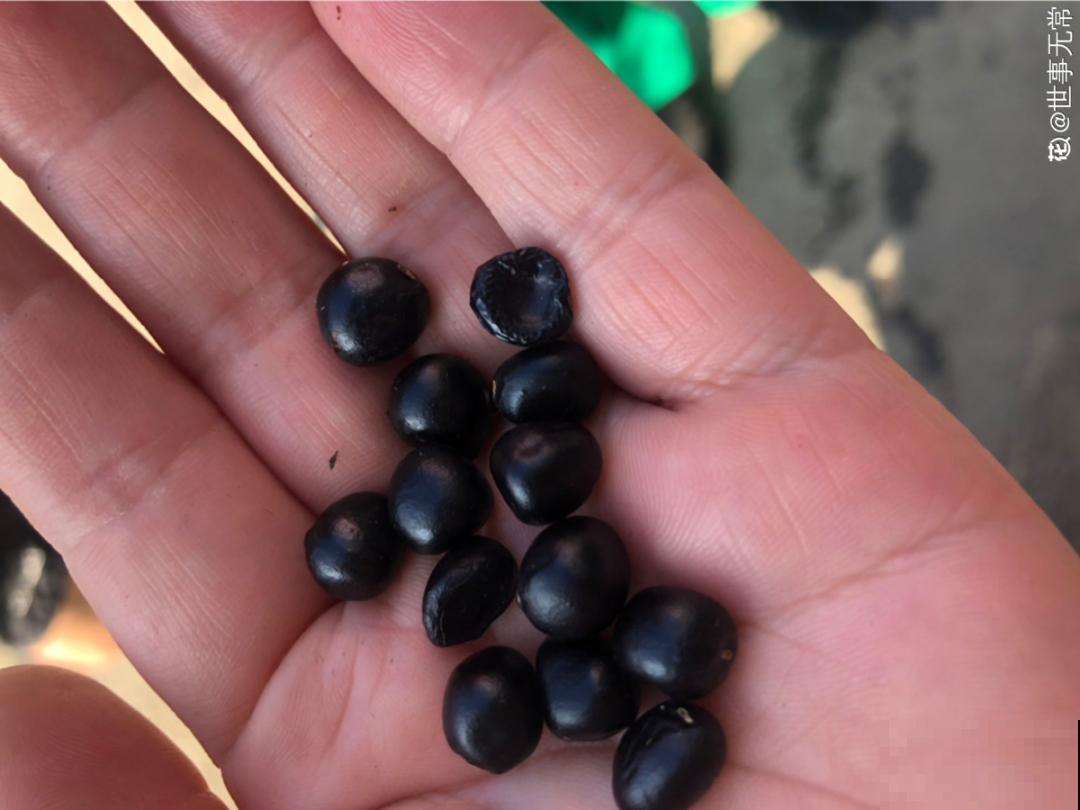 20种花不用买，开完花等20天，爆出好多种子！