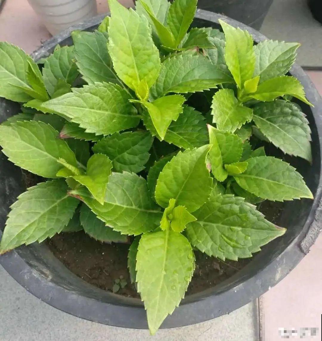 给花浇水掺点白醋，植物根比萝卜还粗，健壮不黄叶