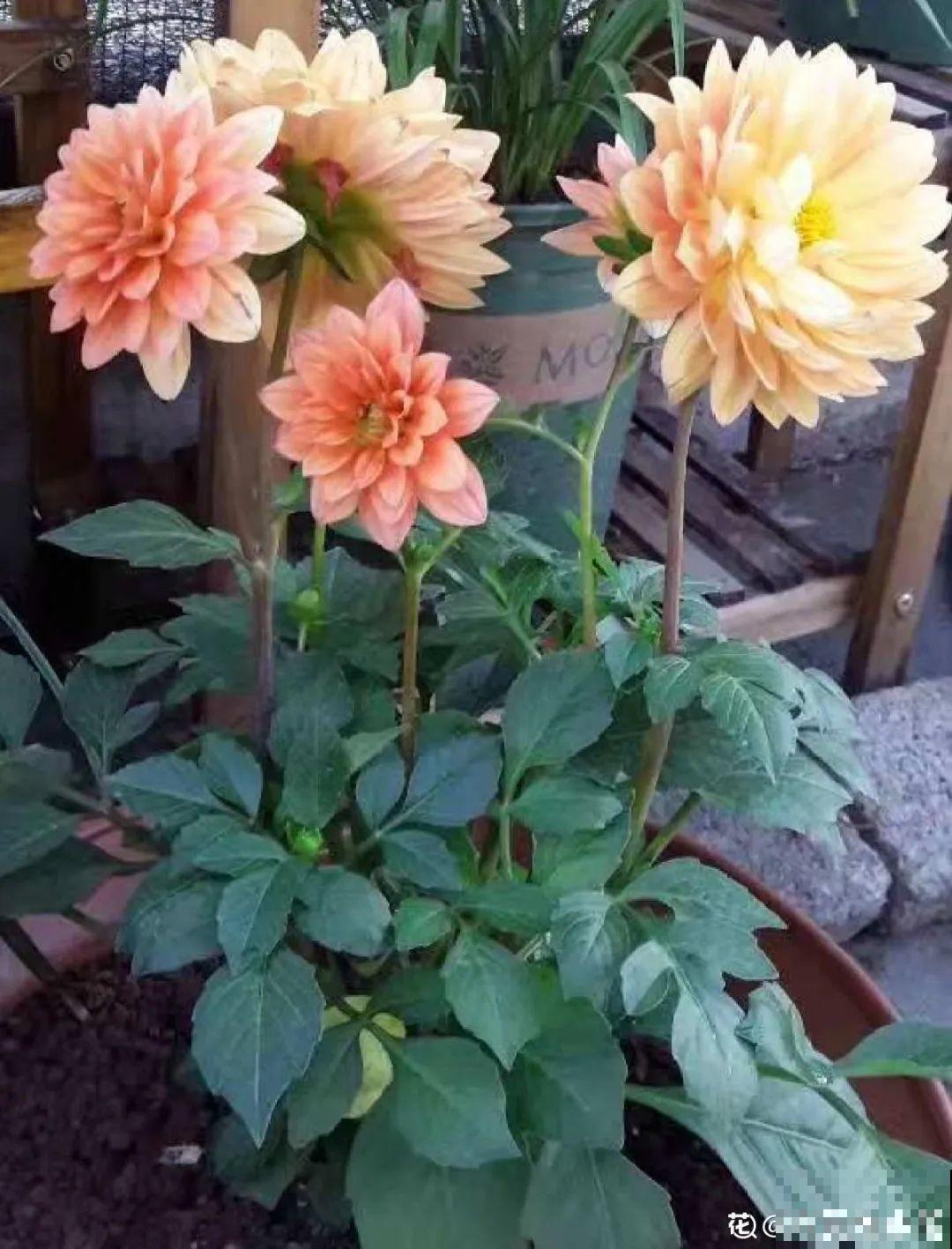 9种花是富贵命,必须大盆养,小盆养会憋死 9种花是富贵命,必须大盆养,小盆养会憋死