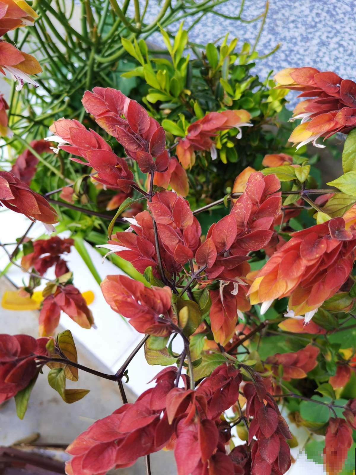 一盆花摆在家里，颜值堪比“艺术品”，当做软装很有特点