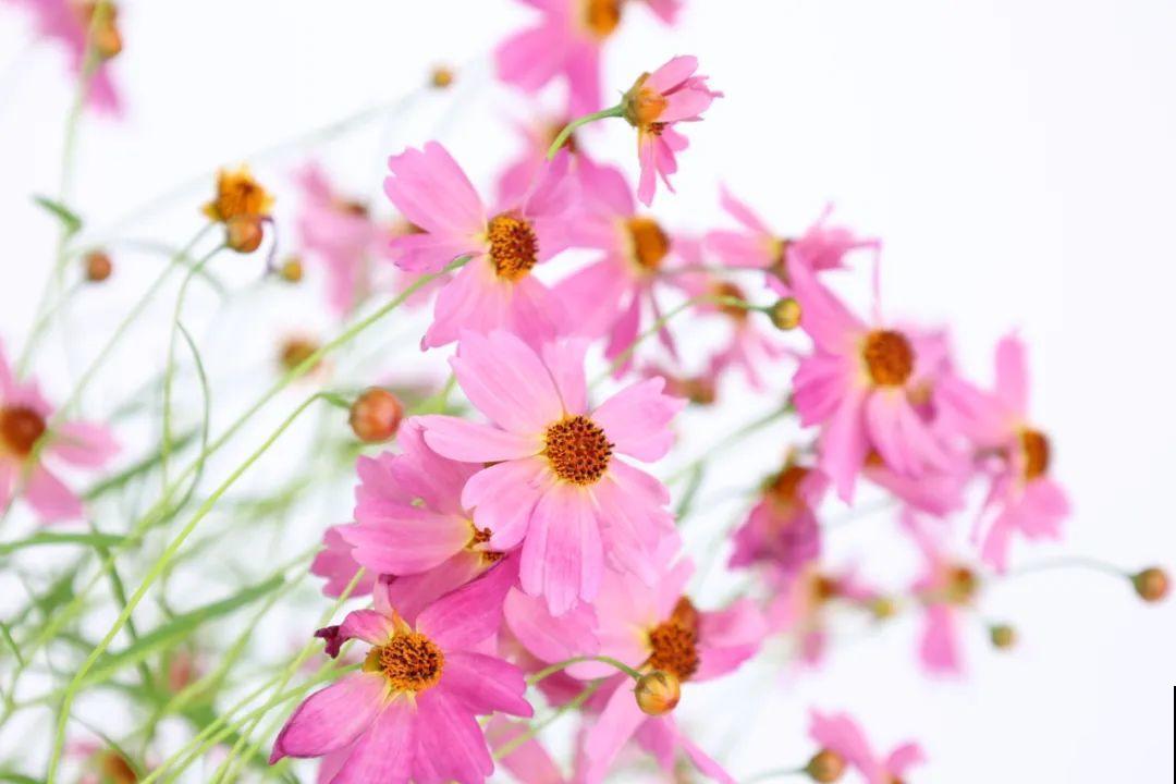 夏天里超能开的花，爆花上百朵，开完剪一刀，很快又爆花