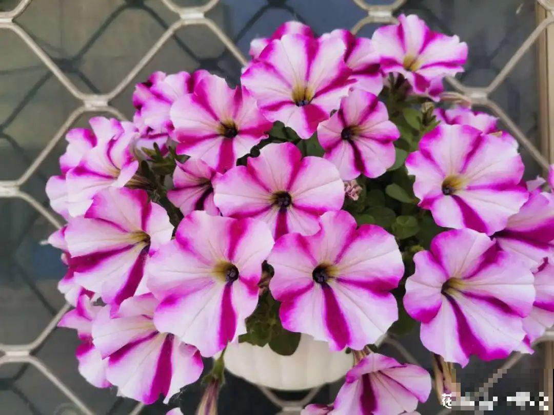 5月出门,收下这份百花图谱,啥花都能叫上名! 5月出门,收下这份百花图谱,啥花都能叫上名!