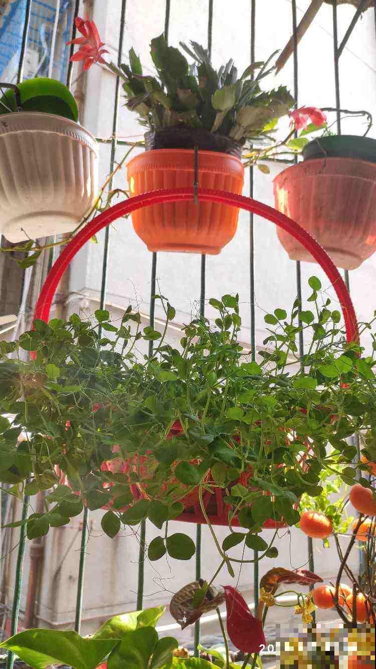 养花人的“抠”,家里东西不敢扔,拿来养花最合适 养花人的“抠”,家里东西不敢扔,拿来养花最合适