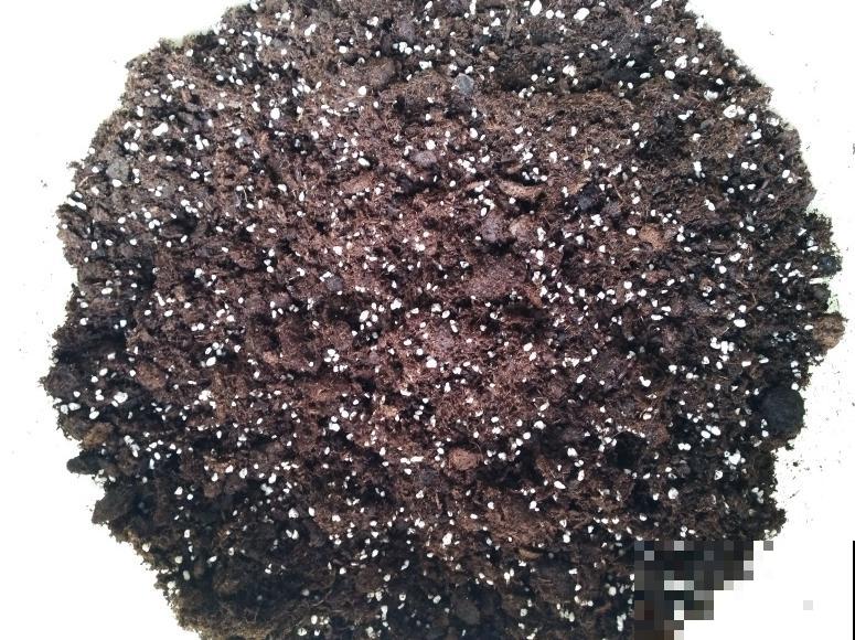 蝴蝶兰现在还不换盆，水苔容易发霉 ，越长越差劲