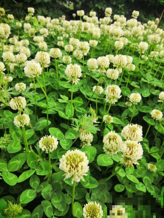 有院子养花要慎重，这3种不能随便养，很容易泛滥成灾