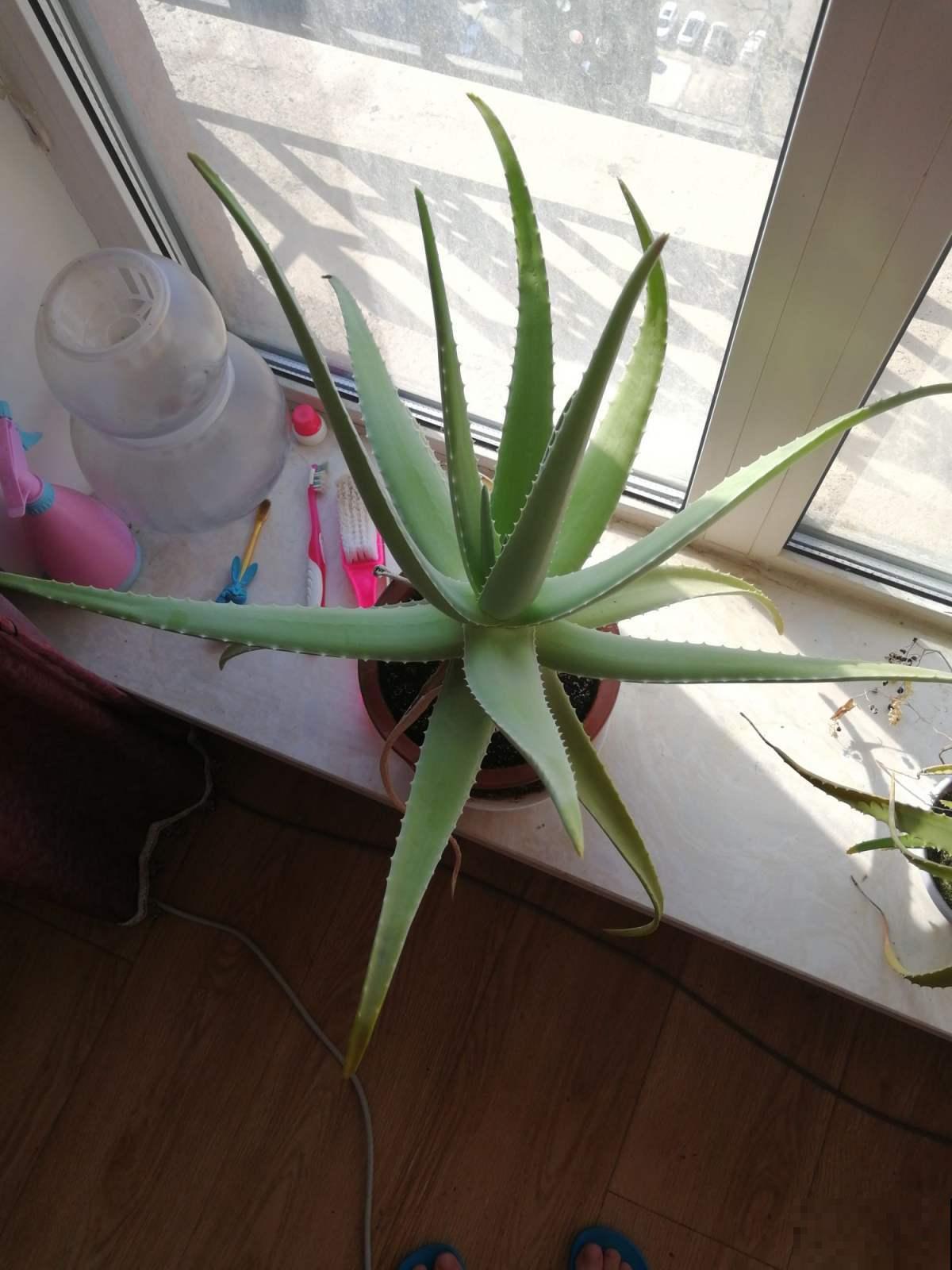 卧室植物这么摆,设计感好,又睡得香 卧室植物这么摆,设计感好,又睡得香