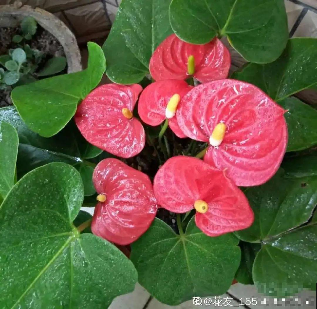 春天不能晒的花，越晒越丑，放阴凉地儿，反倒漂亮