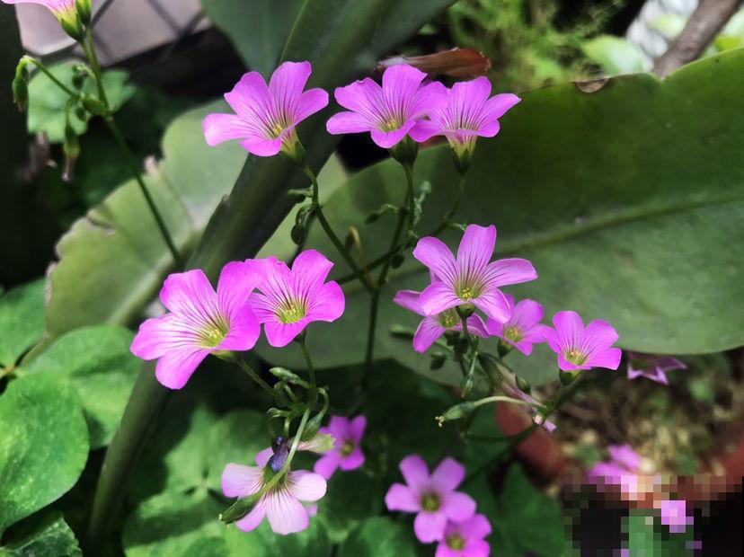 明明那么眼熟的路边花,就是叫不上名字,现在就带你认识一下! 明明那么眼熟的路边花,就是叫不上名字,现在就带你认识一下!