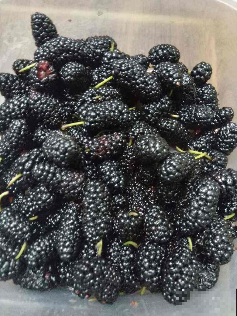 3种野果子，农村一大把，城市里少见，再不摘就没了