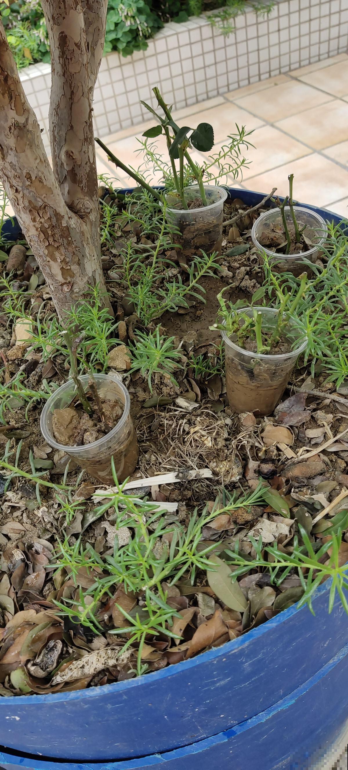 这份养花用土大全,教你如何选好土,从此换土也省事! 这份养花用土大全,教你如何选好土,从此换土也省事!