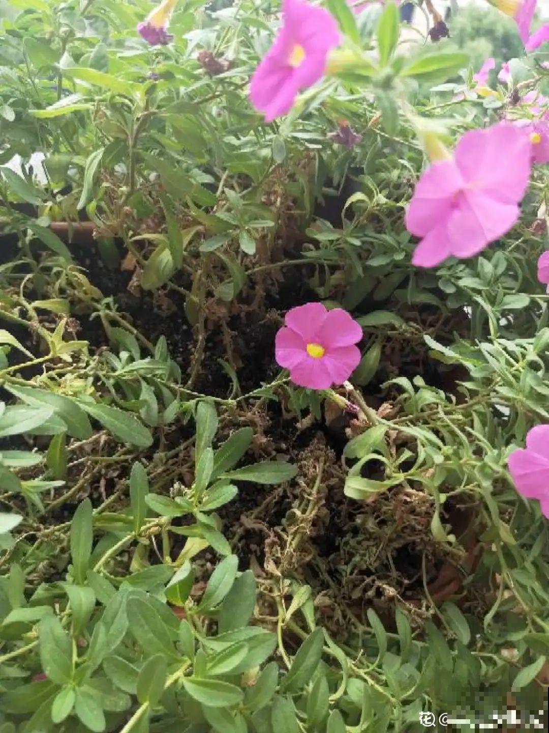 公认的难养花，买一盆死一盆，原来是被动了手脚…