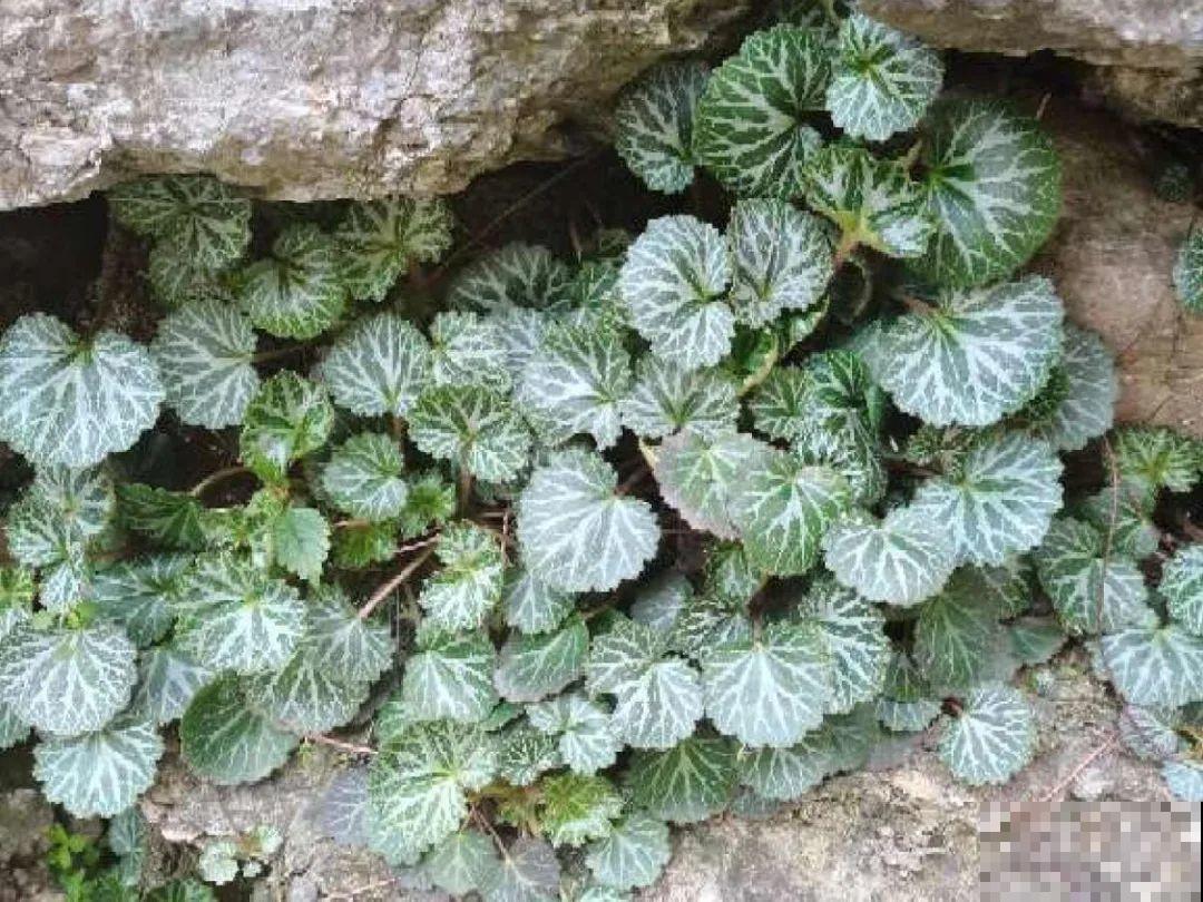 超好看的小野花，春天野外一大片，挖几棵回家还能泡茶