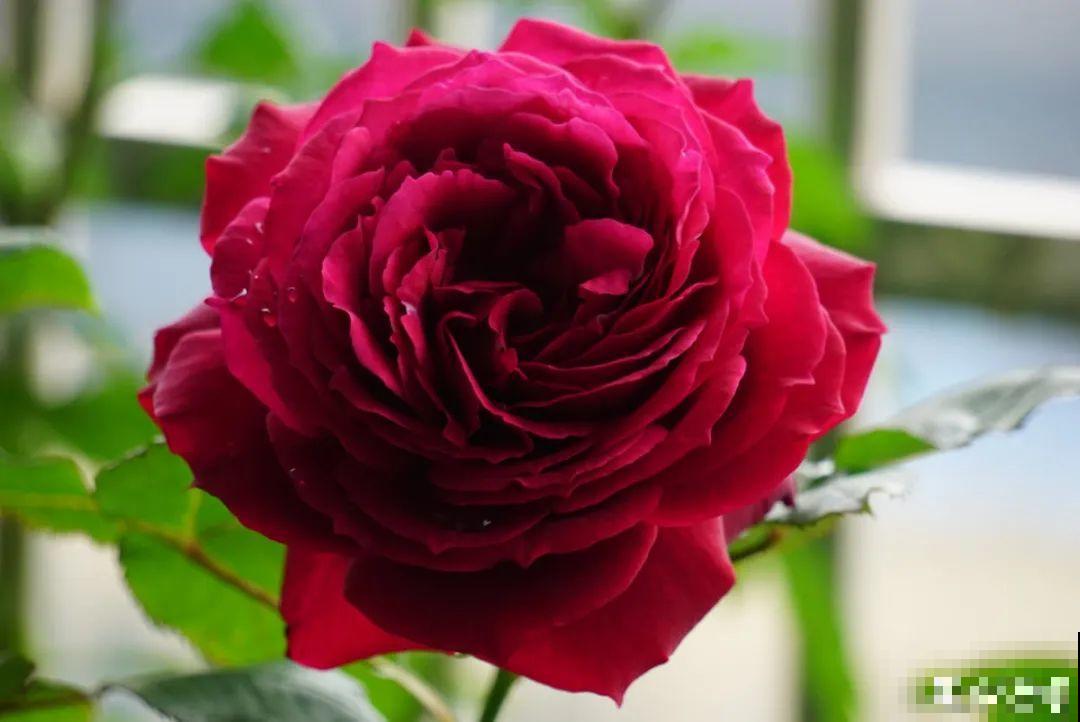 50种月季，各有各的美，哪一种是你的“菜”？