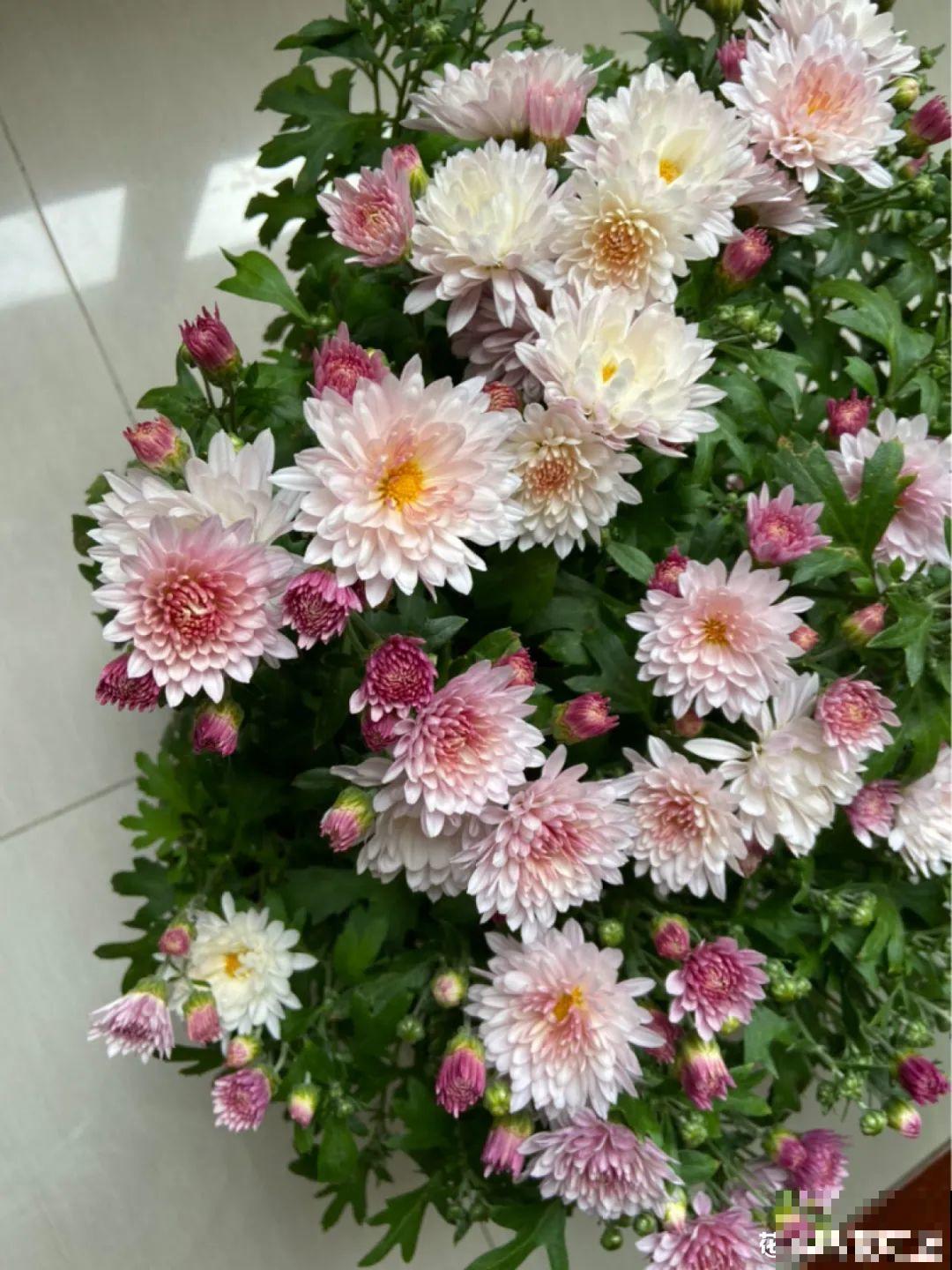 晒不死、热不死的花,越晒花越多,越热长越快 晒不死、热不死的花,越晒花越多,越热长越快