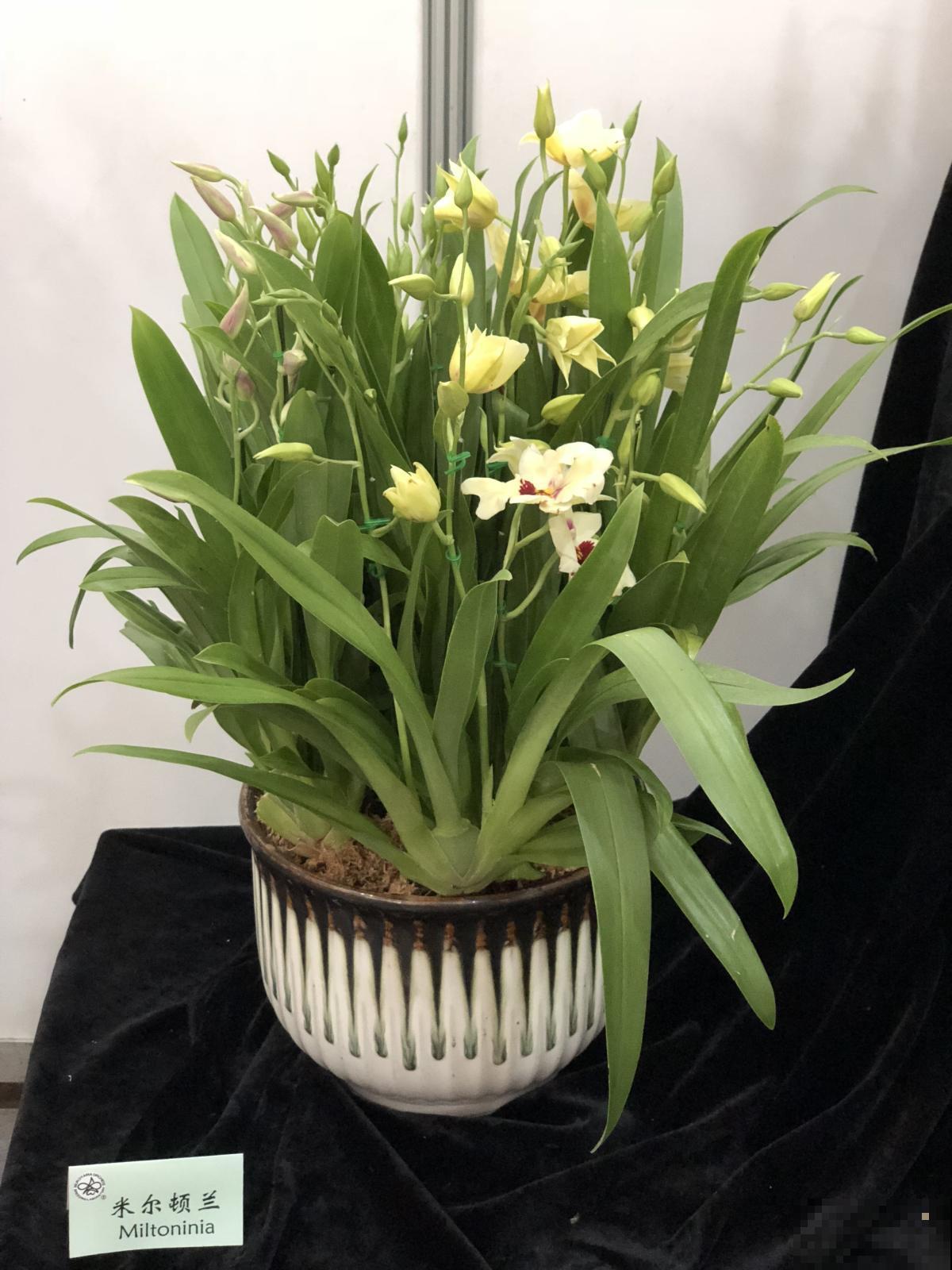 这些花印在人民币上，看看哪朵最有钱，家里赶紧养几盆！