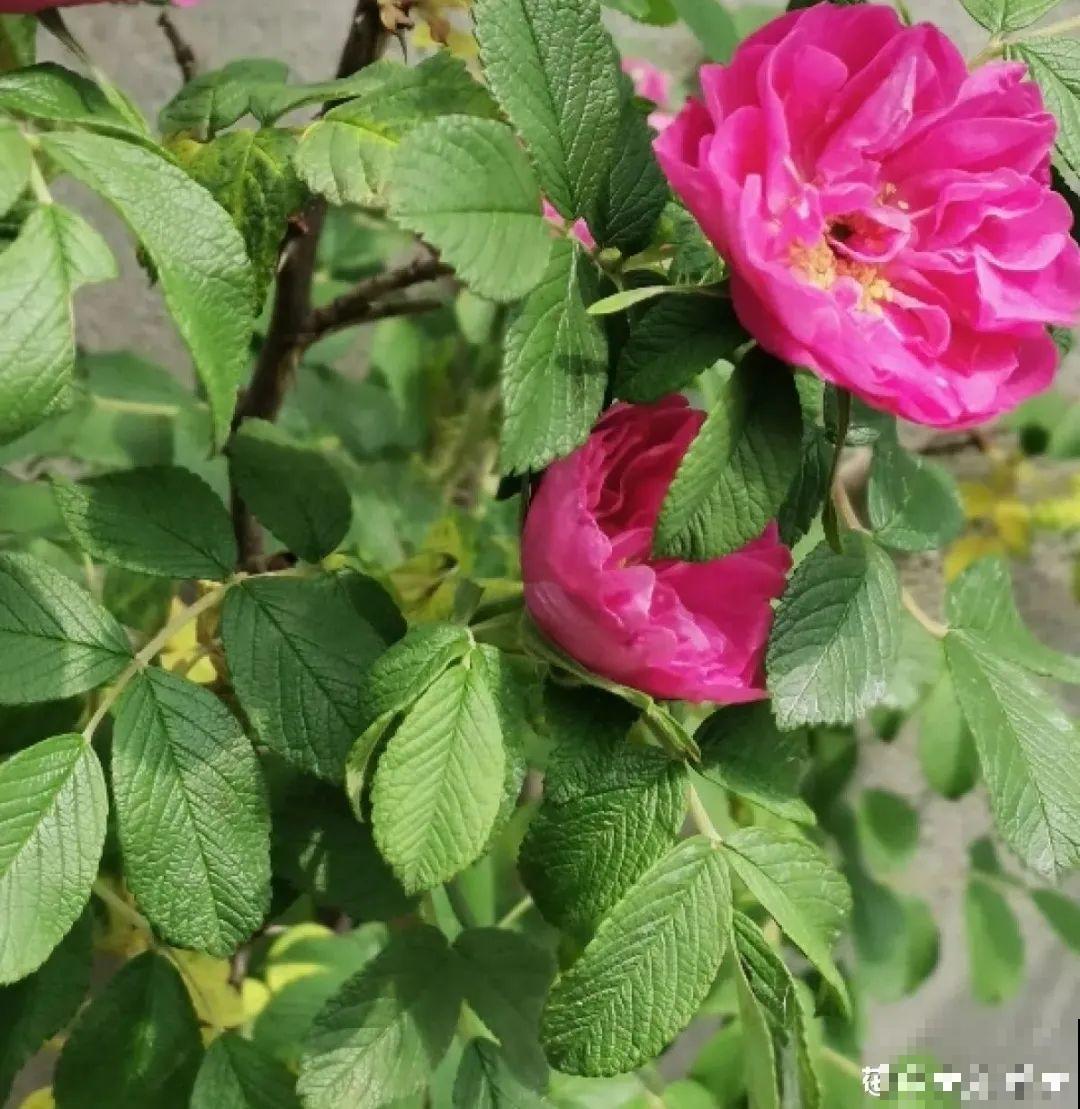 清明赏花，带上这份花卉图谱，变身行走的识花机器