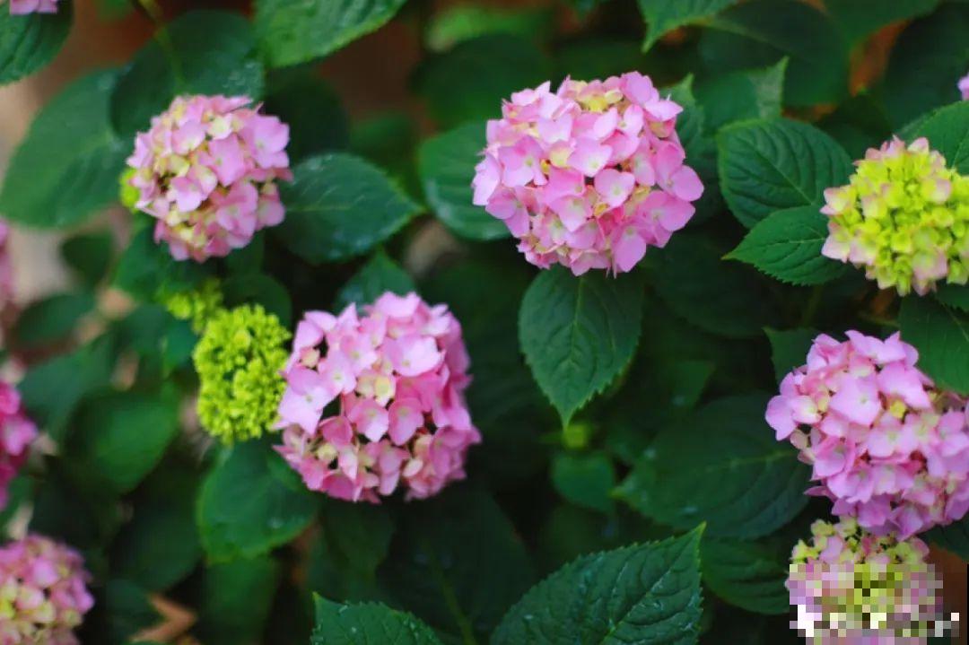 自己建个花园，希望能有一块地，安静思考，静静赏花