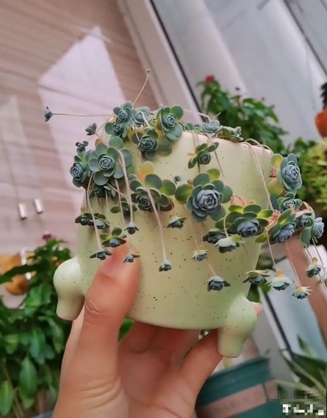 5种铺面多肉,沾土就活,迅速占满每一寸土地 5种铺面多肉,沾土就活,迅速占满每一寸土地