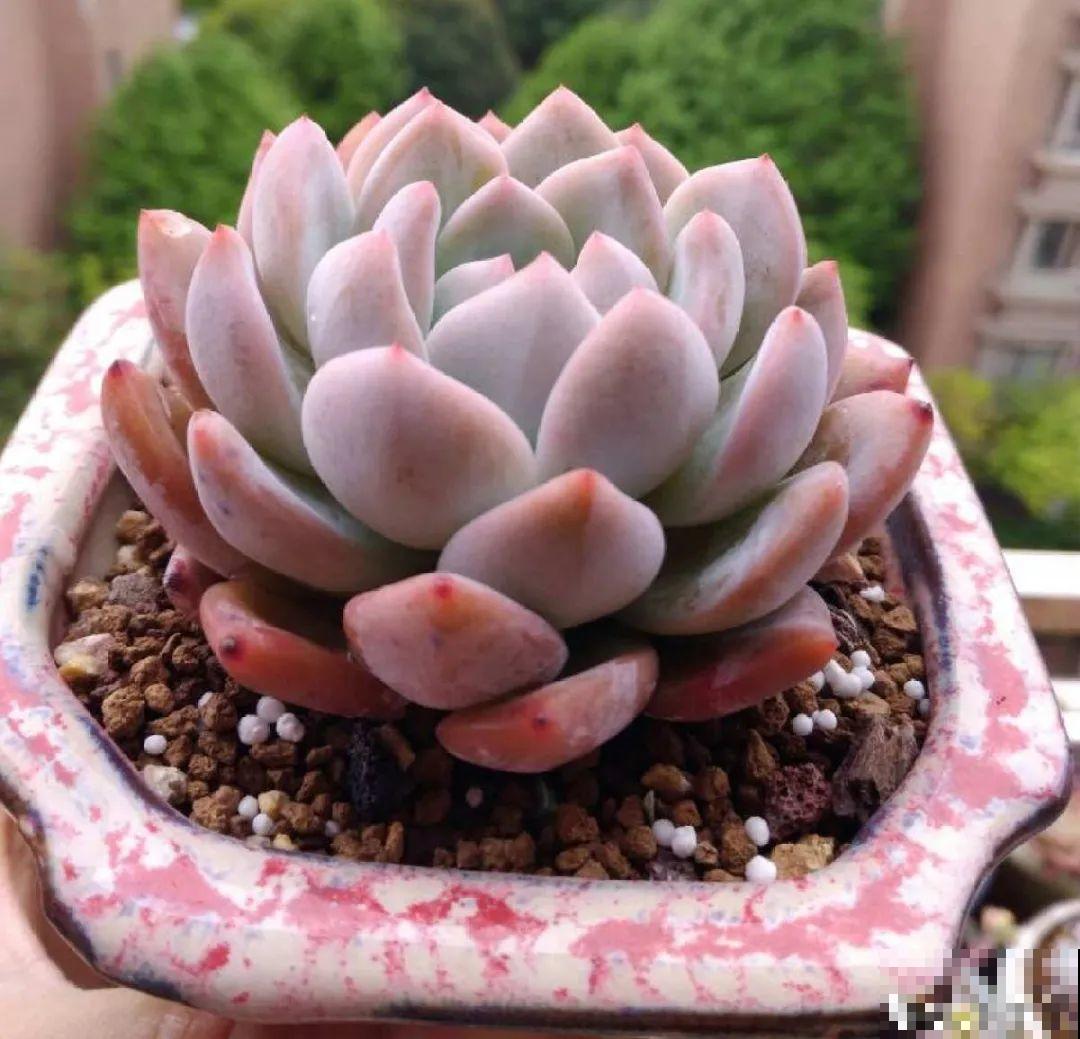多肉一旦杂交,颜值上升不少,养护也简单 多肉一旦杂交,颜值上升不少,养护也简单