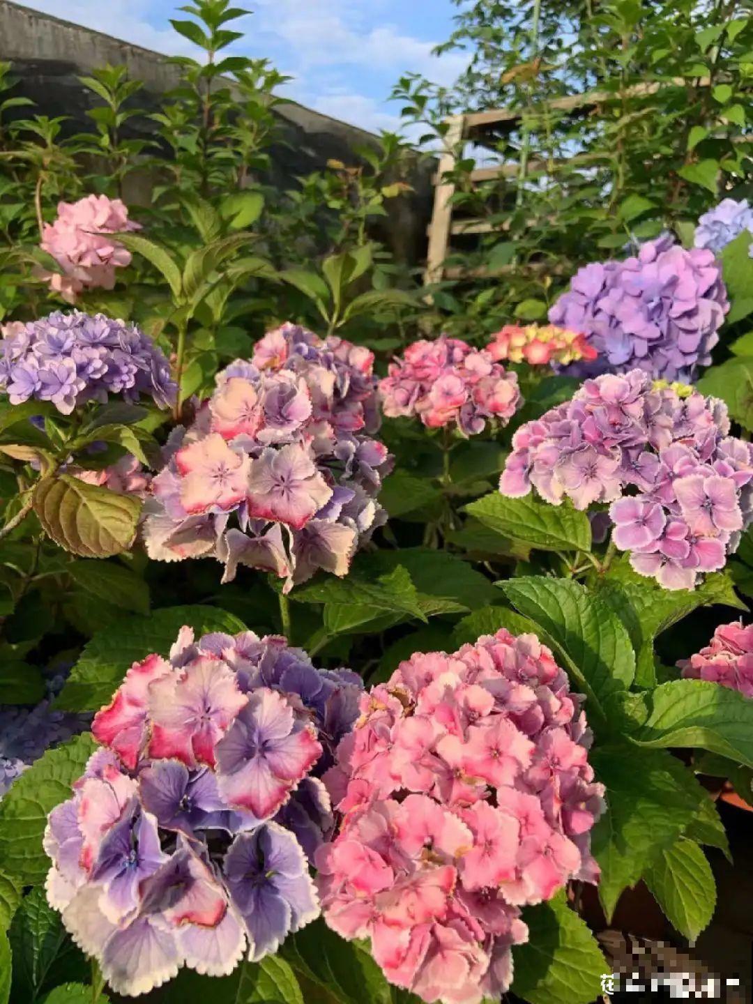 花园“三剑客”，可不太好养，能养好的都是高手