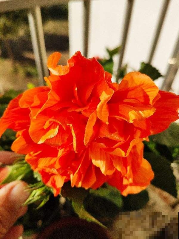 扶桑开花比拳头大，养护注意4点，花苞一个都不掉