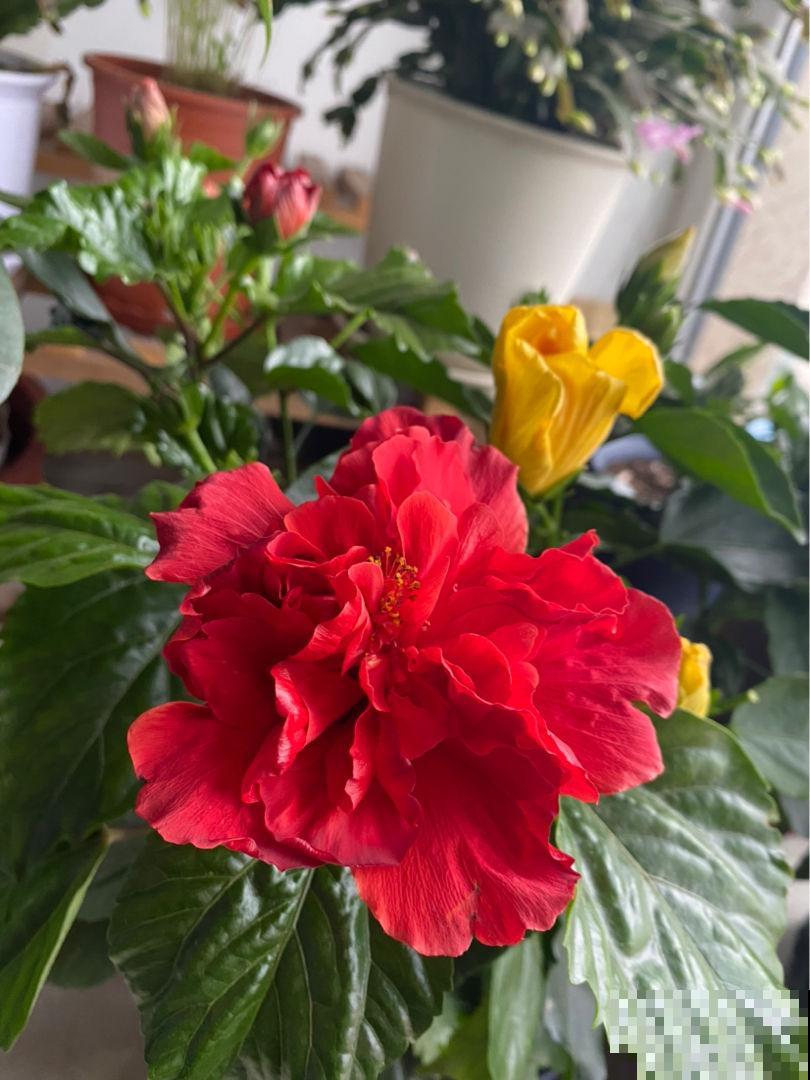 扶桑开花比拳头大，养护注意4点，花苞一个都不掉