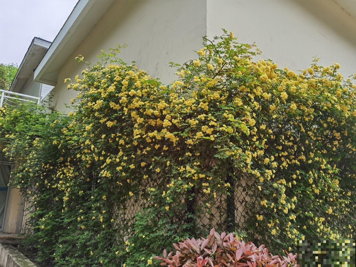 土里撒一把“小豆豆”,花苞呼呼往外蹦,开花超级旺 土里撒一把“小豆豆”,花苞呼呼往外蹦,开花超级旺