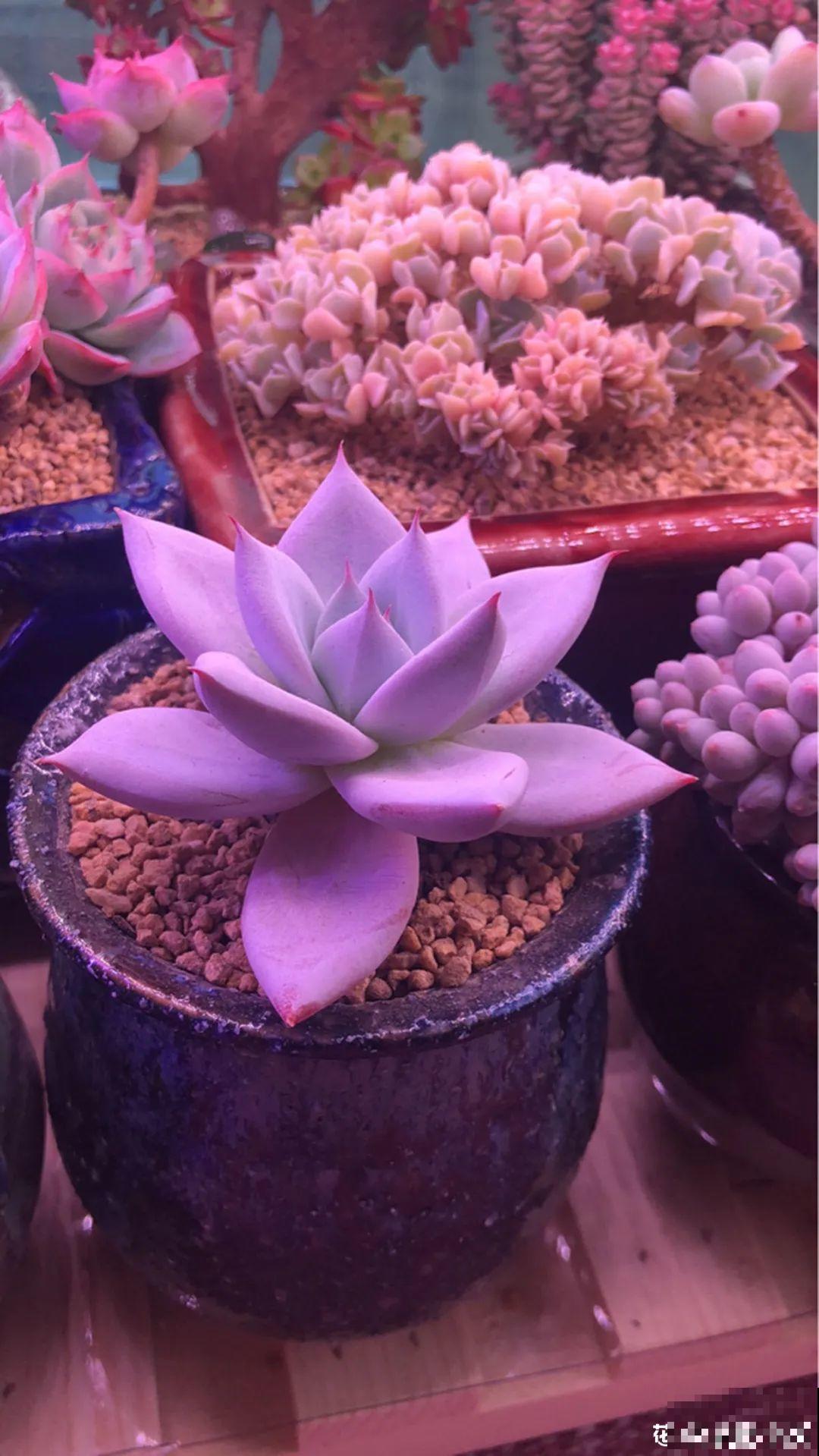 室内养多肉,也能养出水晶果冻色,任谁看到都说好 室内养多肉,也能养出水晶果冻色,任谁看到都说好