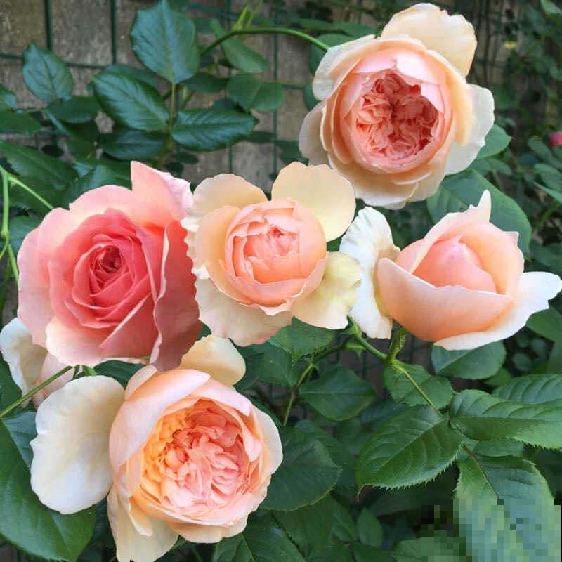 防盗窗养3种花,长势超好,春天开成一面大花墙 防盗窗养3种花,长势超好,春天开成一面大花墙