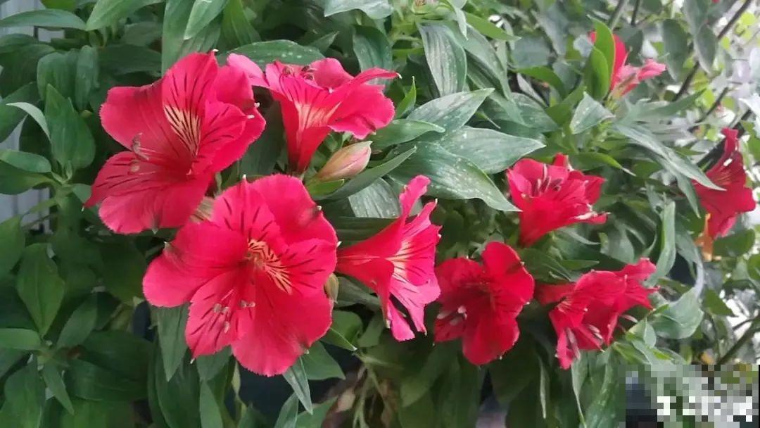 六出花特耐旱，浇水少也能疯长，开花比杜鹃还美