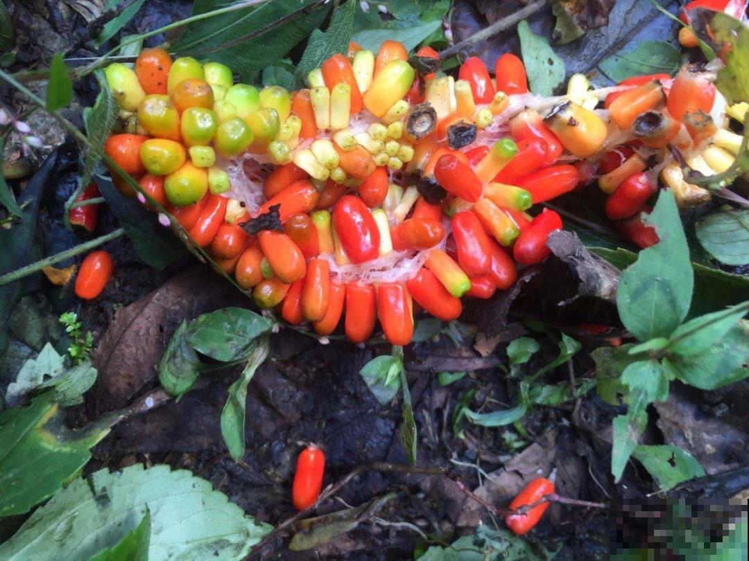 20种有毒花，看见绕道儿走，千万别乱摸