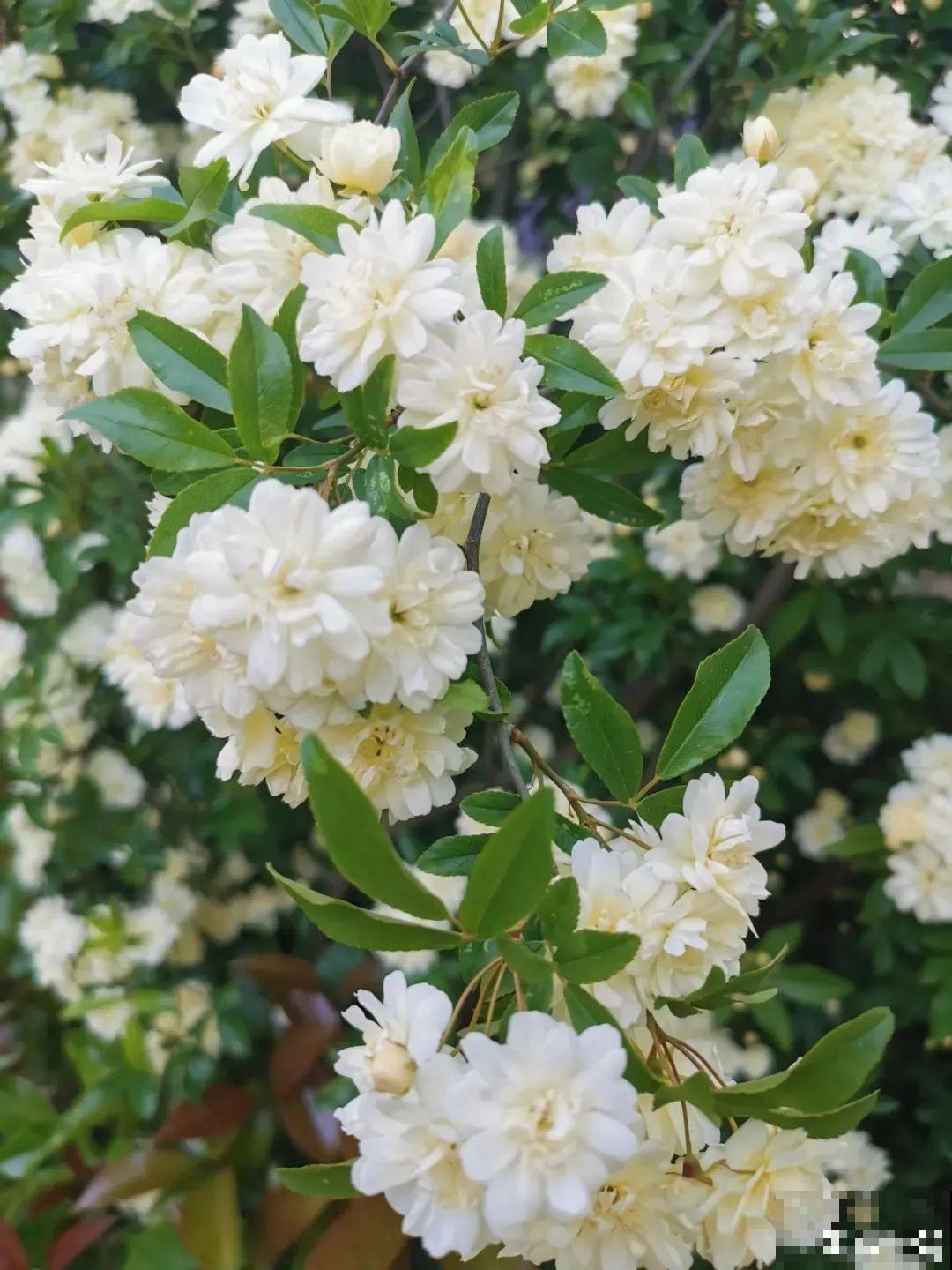 地里种棵木香花，2个月爬成一面花墙，开成花瀑布！