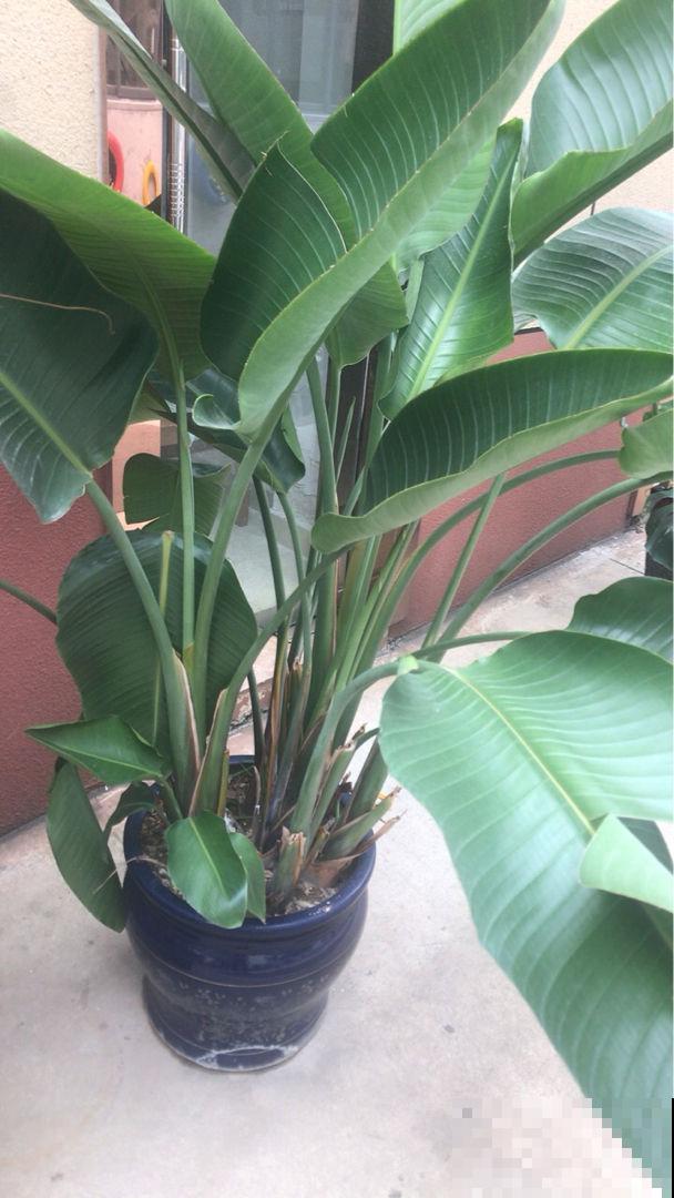 养在家里的大型绿植,盆盆都能长到一米二,气质优雅独特 养在家里的大型绿植,盆盆都能长到一米二,气质优雅独特