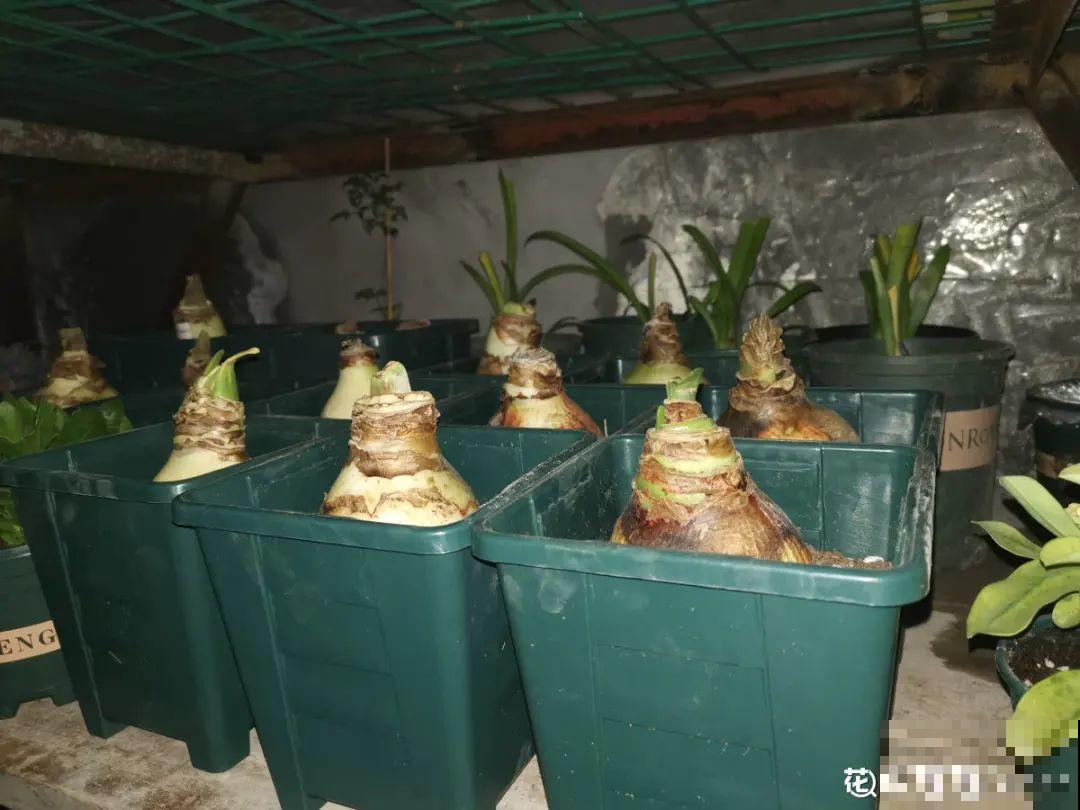 3月份养花,别急着搬出屋外,花容易死翘翘 3月份养花,别急着搬出屋外,花容易死翘翘