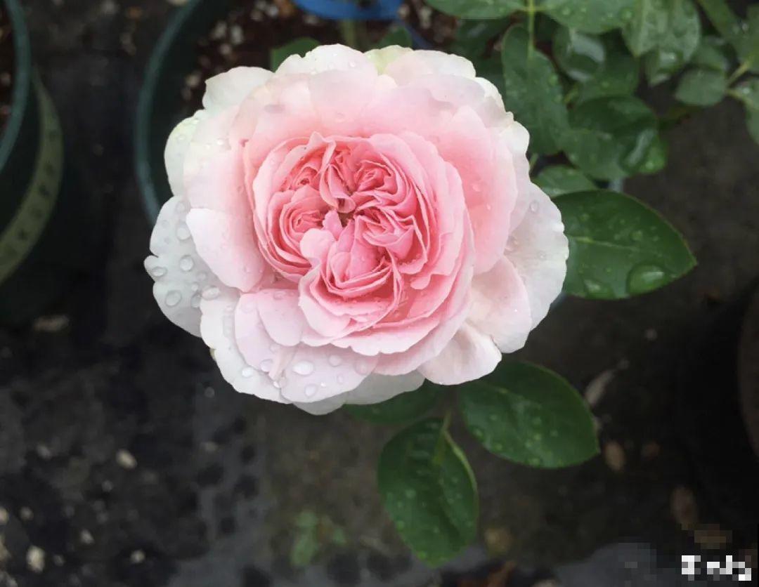 50种月季，各有各的美，哪一种是你的“菜”？