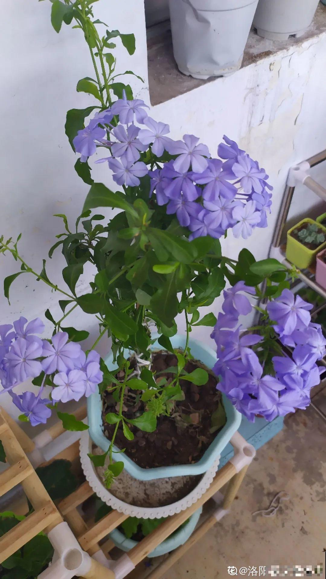 11种常见花，现在扦插，成活率特高