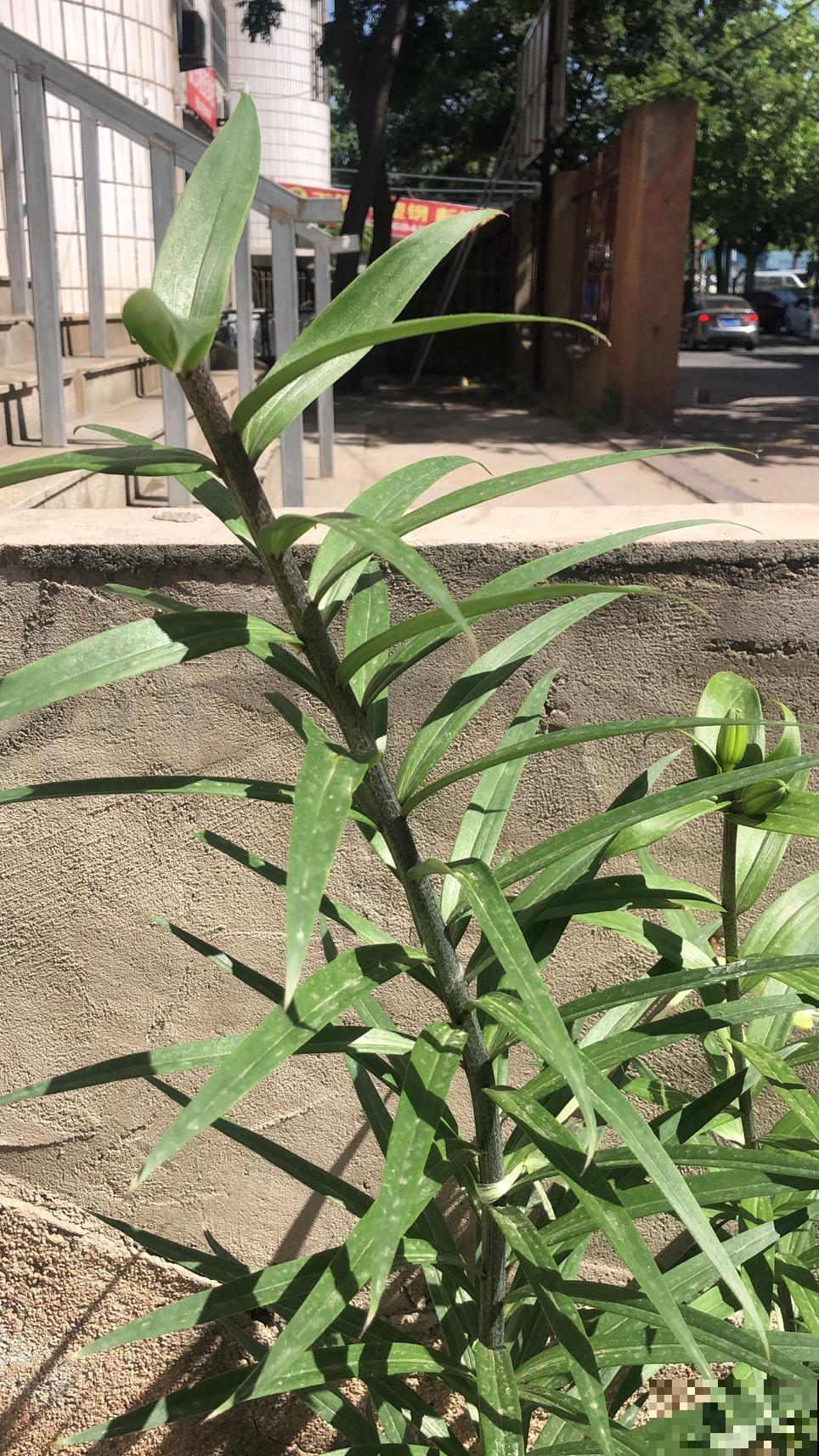 辛辛苦苦养的花，让人偷着剪光了，真的太生气