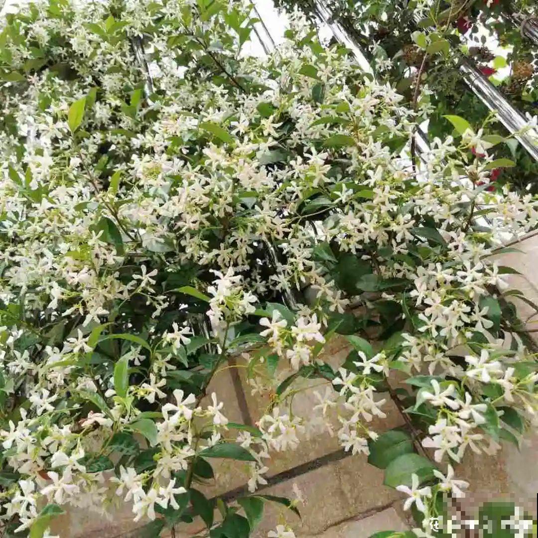 一棵旱金莲,开花又多又没,1年就能长成花墙! 一棵旱金莲,开花又多又没,1年就能长成花墙!