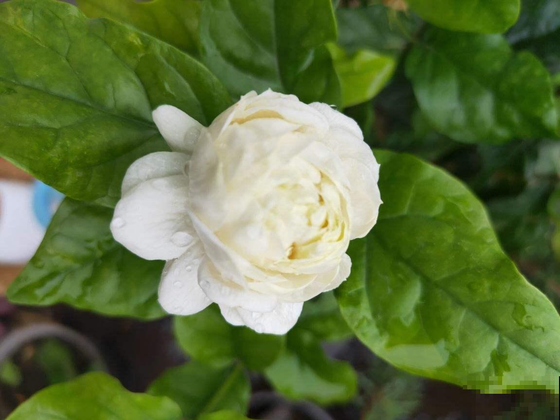 茉莉不开花,使劲晒、多用有机肥,呼呼开花摁不住 茉莉不开花,使劲晒、多用有机肥,呼呼开花摁不住