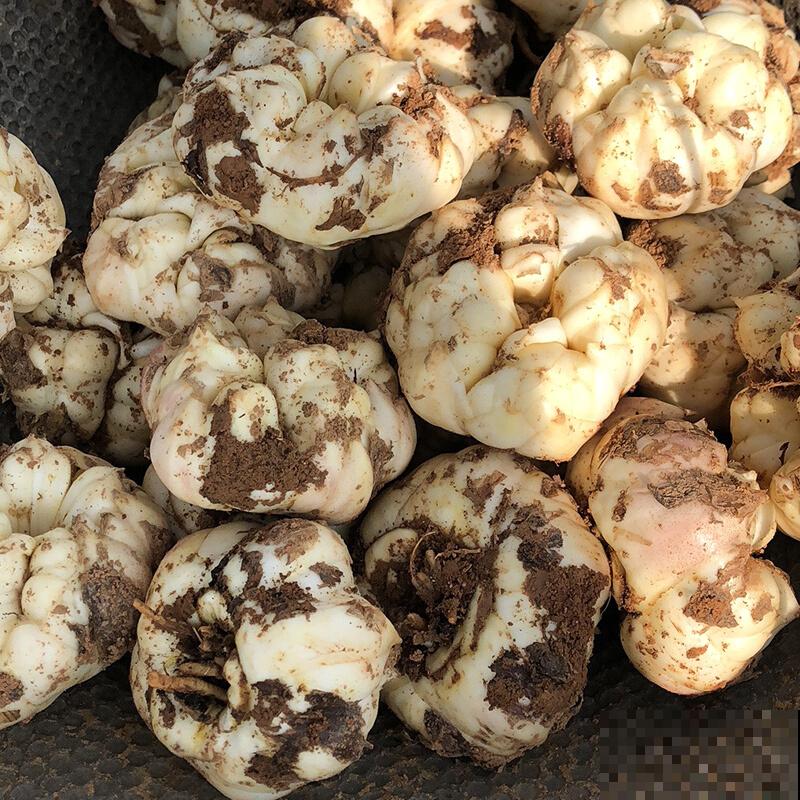 4种花可食用百合，煲汤做菜做甜品，花朵也艳丽多彩