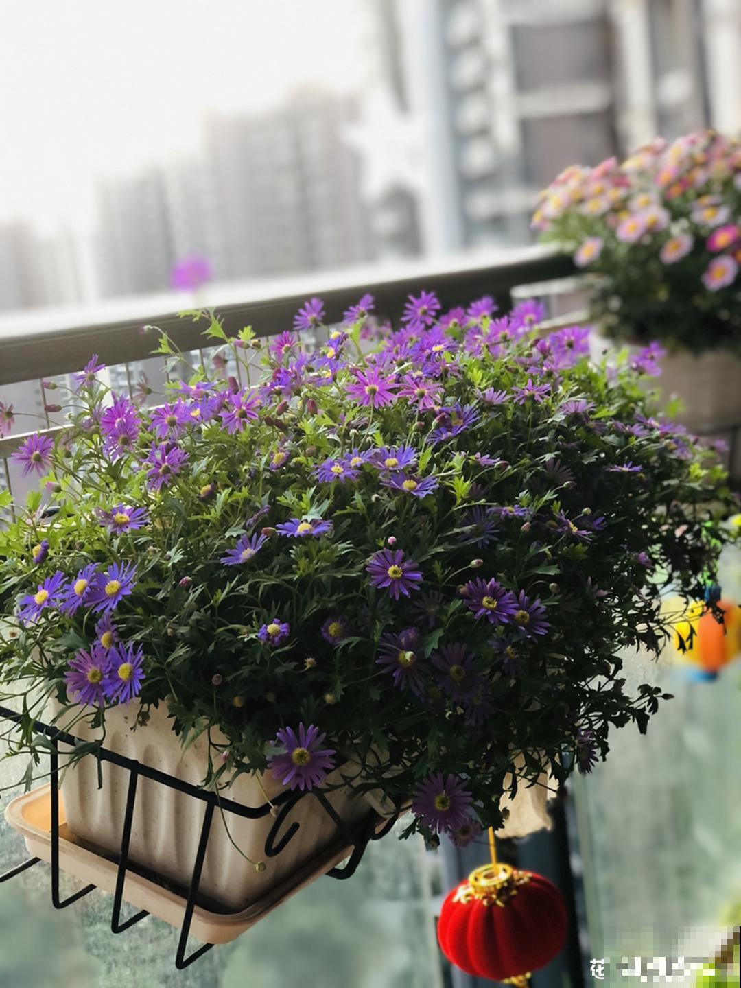 阳台虽小，种点花草，也能变成小花园