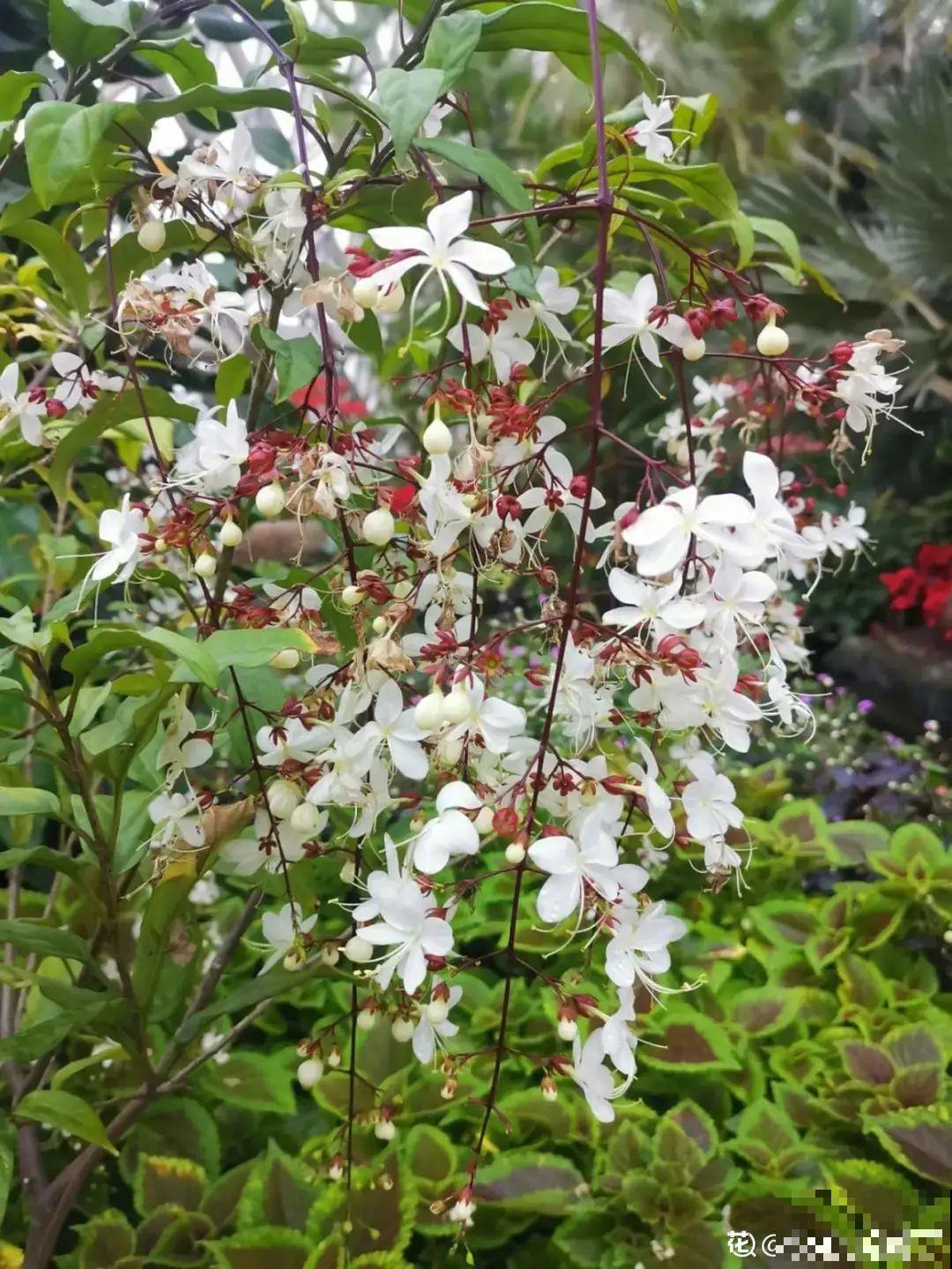 灵动仙气的垂丝茉莉,颜值超高,开花秀美多姿 灵动仙气的垂丝茉莉,颜值超高,开花秀美多姿