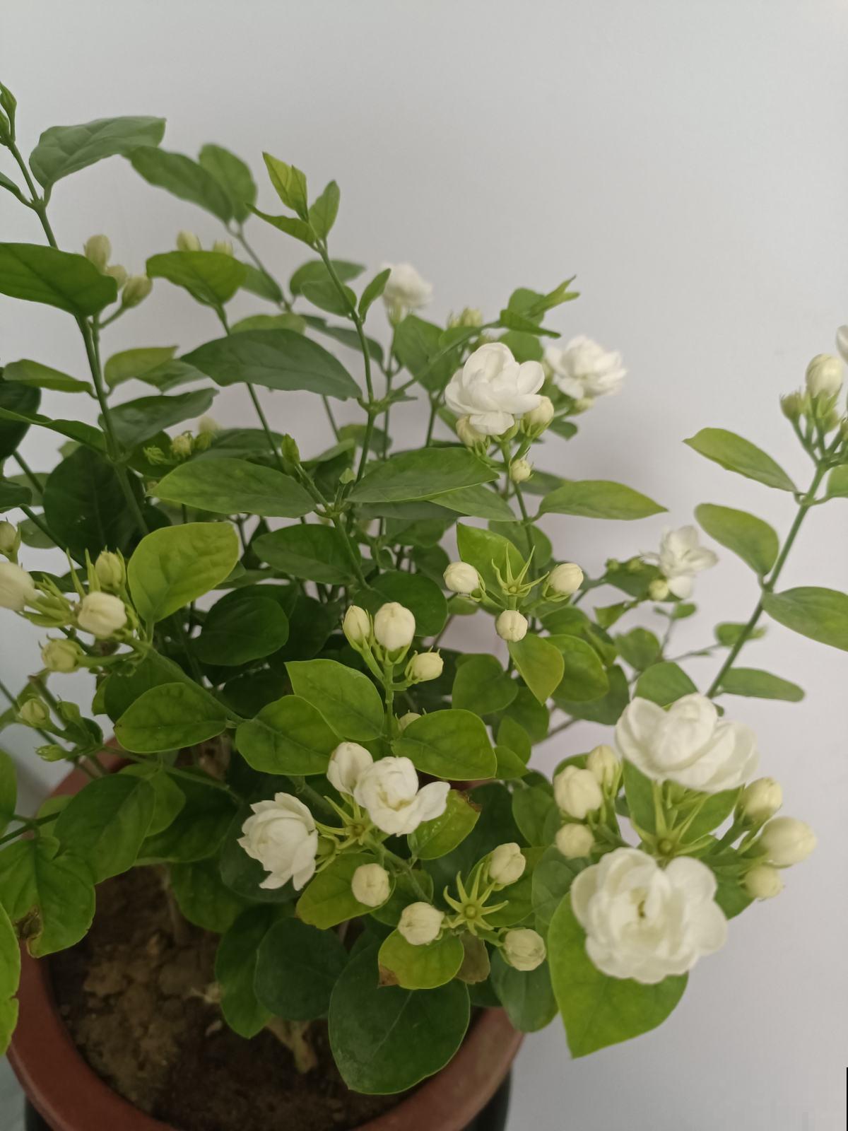 养花不要贪多，只选一个最好的品种，在家就能养成花海！