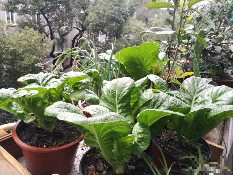 阳台上种菜，多晒太阳多通风，才能长得好