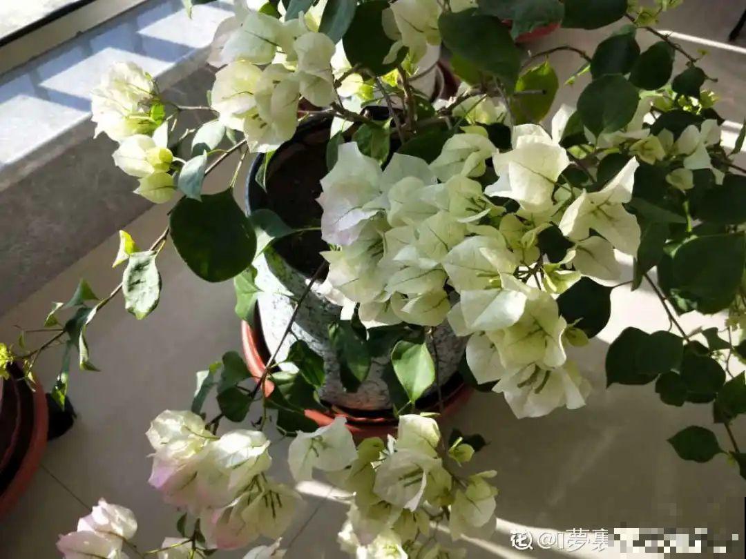 阳台虽小，种点花草，也能变成小花园