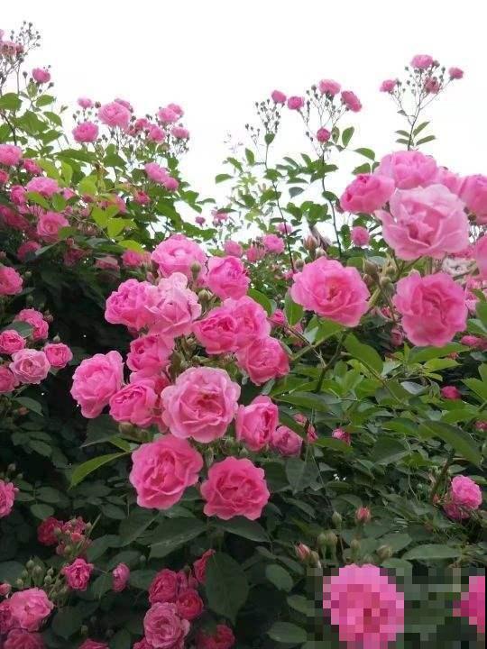 养花不用养太多,这一种花养好了,足够撑起一家门面! 养花不用养太多,这一种花养好了,足够撑起一家门面!