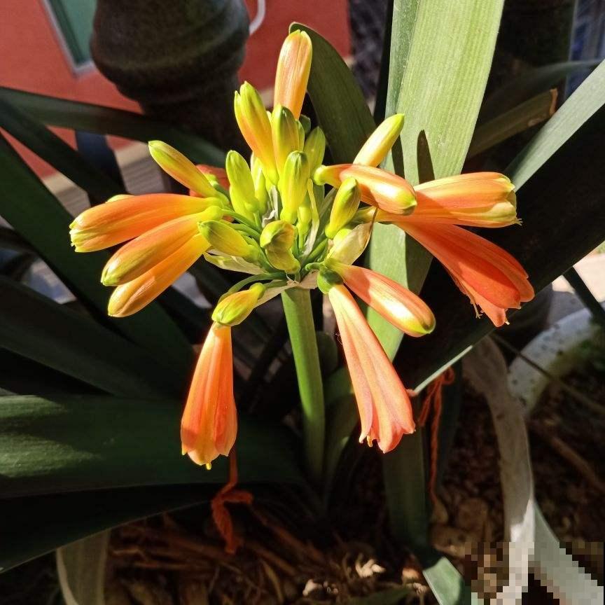 开花像“小喇叭”的植物，特别耐阴，没光也能开爆盆